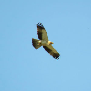 aves_5