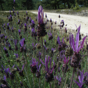 lavanda