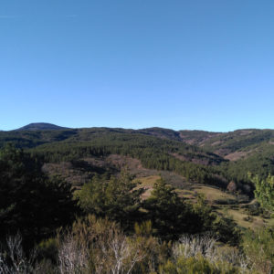 zarzas
