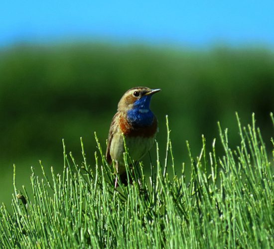 pechiazul pechiazul